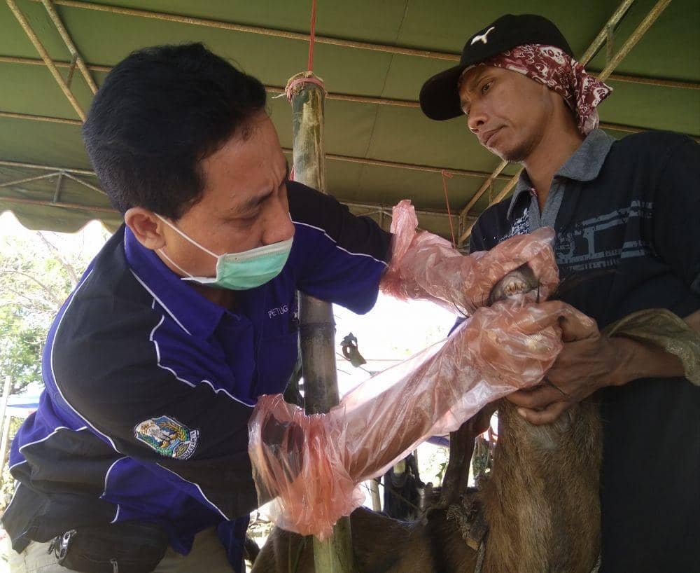 Sejumlah Hewan Kurban yang Dijual di Kabupaten Madiun Sakit Mata