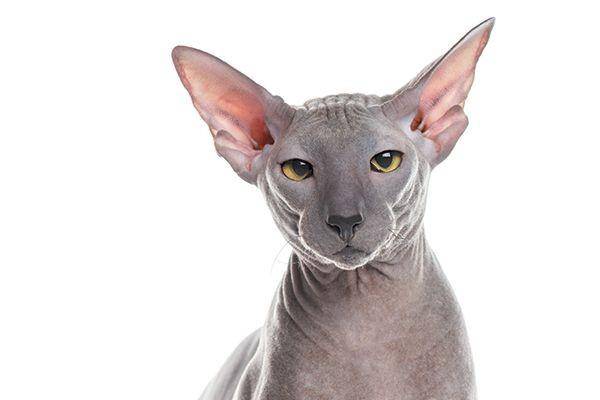 catster.com