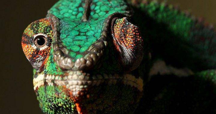 mychameleononline.com