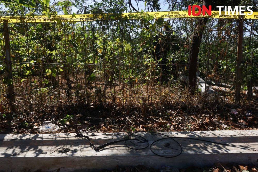 Mengenal Pohon Sengon dan Manfaatnya bagi Kehidupan
