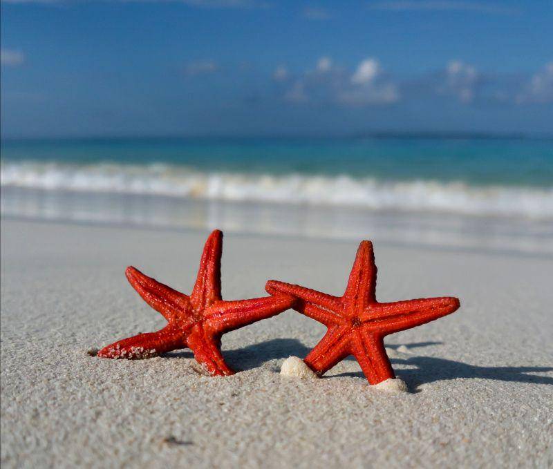 bintang laut