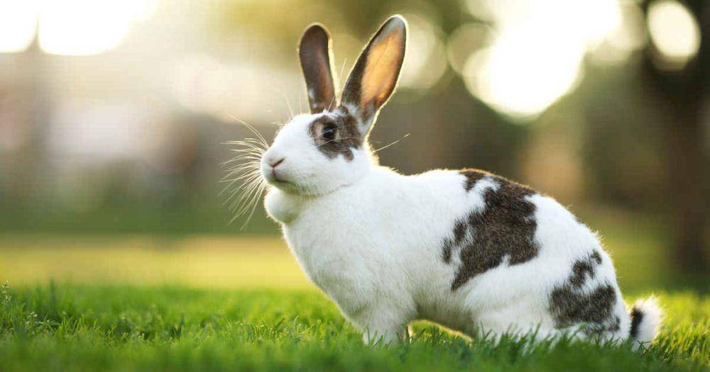 walkervillevet.com.au