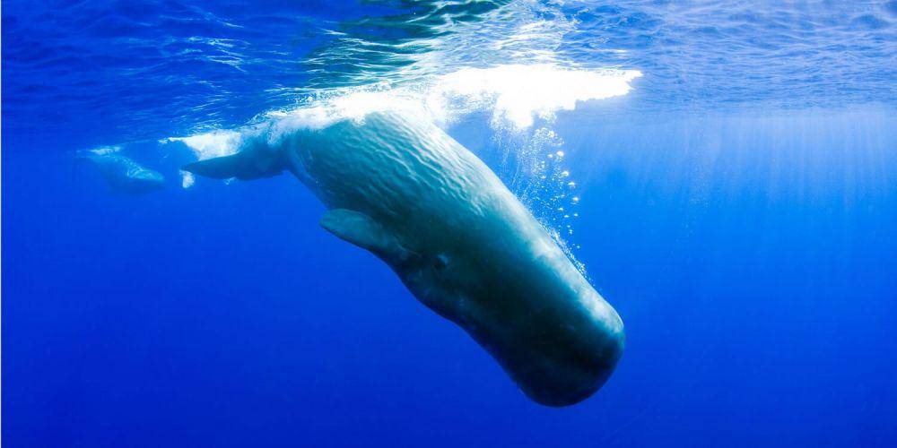 us.whales.org