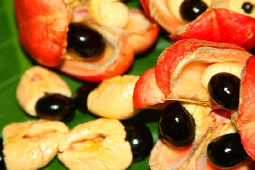 5 Makanan Beracun Ini Justru Jadi Santapan Favorit