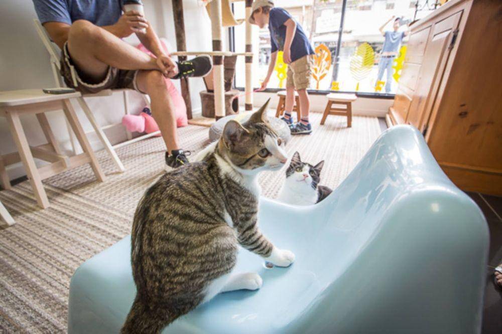 meowcatcafe.blogspot.com