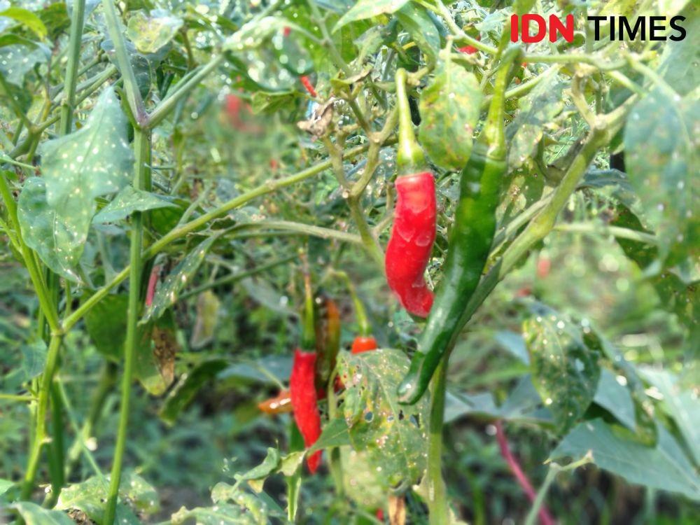Harga Melambung, Petani Cabai di Bantul Ketiban Rejeki
