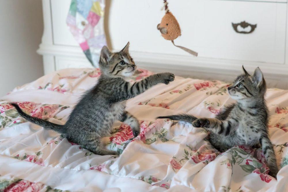 6 Tutorial Termudah Bikin Mainan Kucing, Cuma Butuh Tiga Bahan!