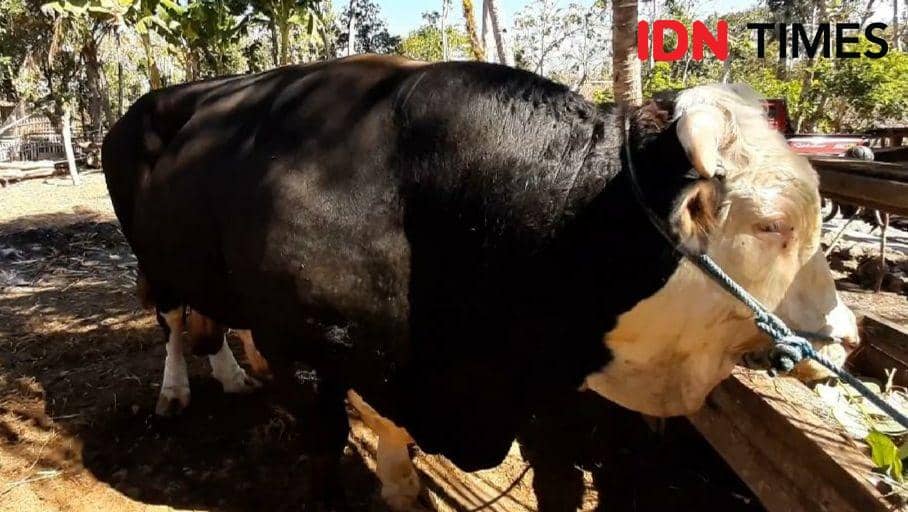Tiba di Gunungkidul, Sapi Bantuan Presiden Jokowi Susah Makan