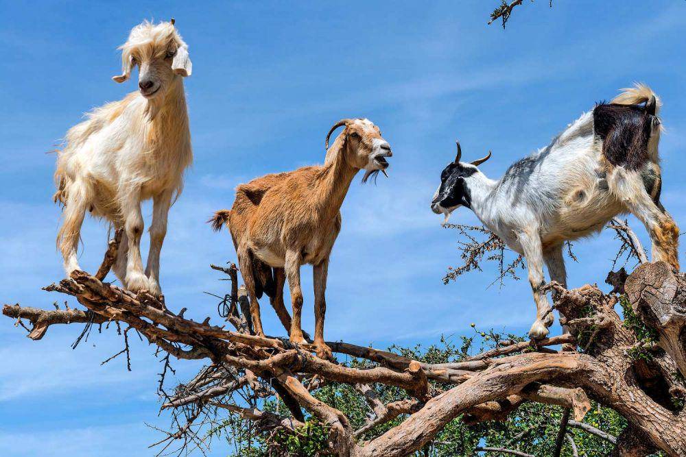 nationalgeographic.com