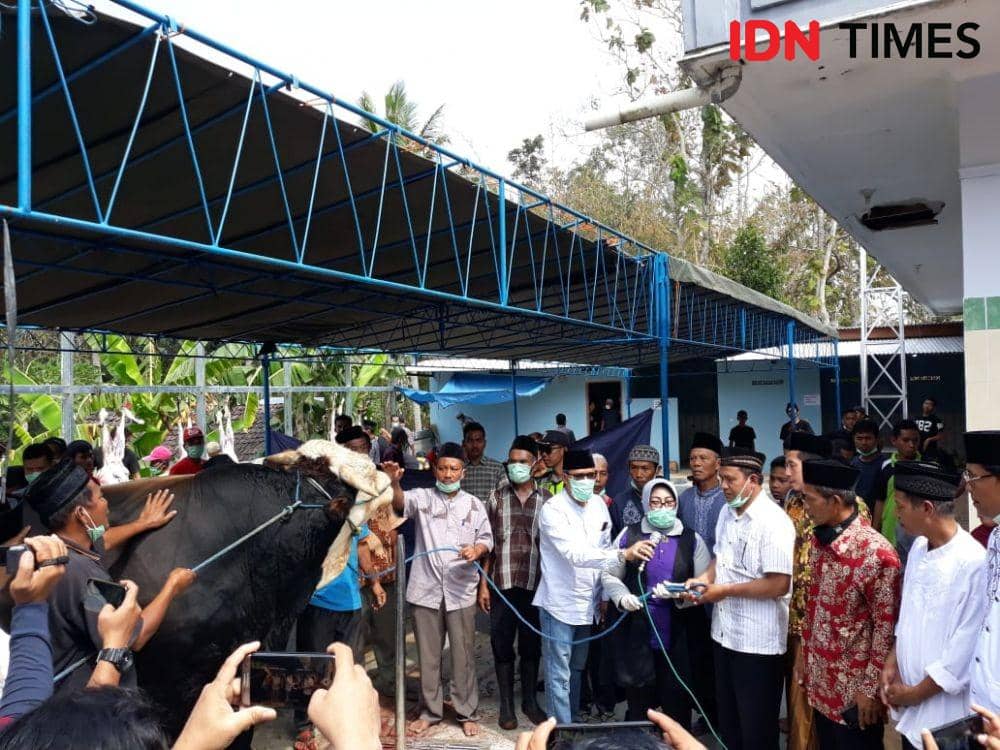 Butuh Belasan Orang untuk Sembelih Sapi Kurban dari Jokowi