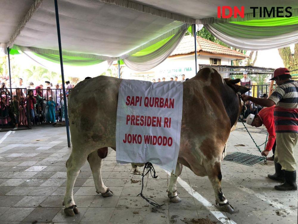 Sapi Presiden RI, Gubernur & Wali Kota Jadi Tontonan Wong Palembang
