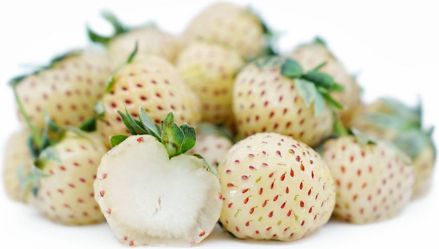 specialtyproduce.com