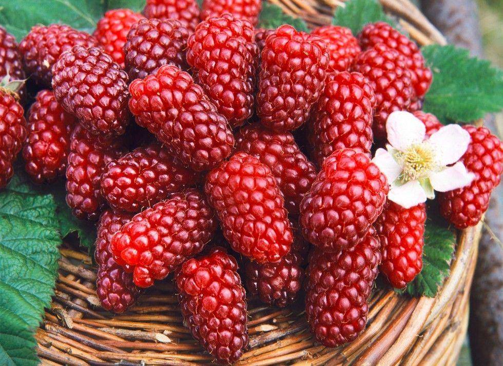 https://www.norfolkqualityplants.co.uk