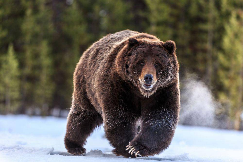 nationalgeographic.com