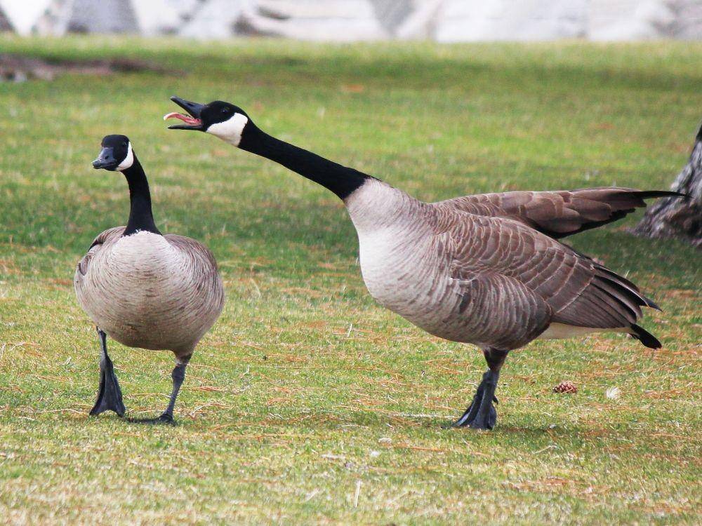 ebird.org
