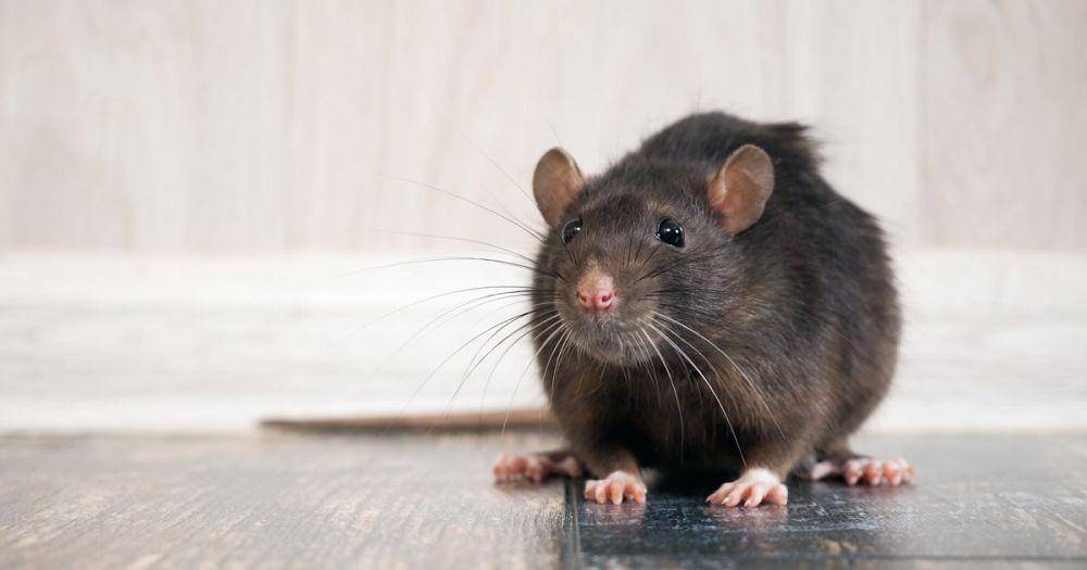 thepestbully.com.au