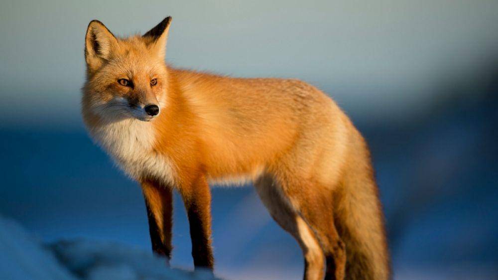 animalplanetsthemostextreme.fandom.com