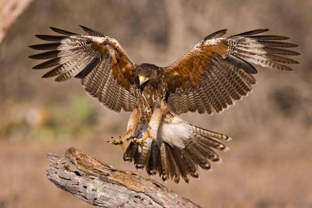 audubon.org