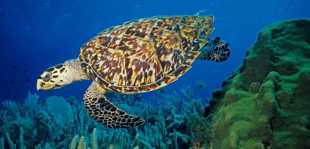 hakaimagazine.com
