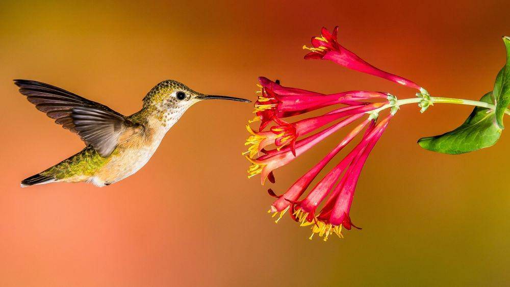 audubon.org