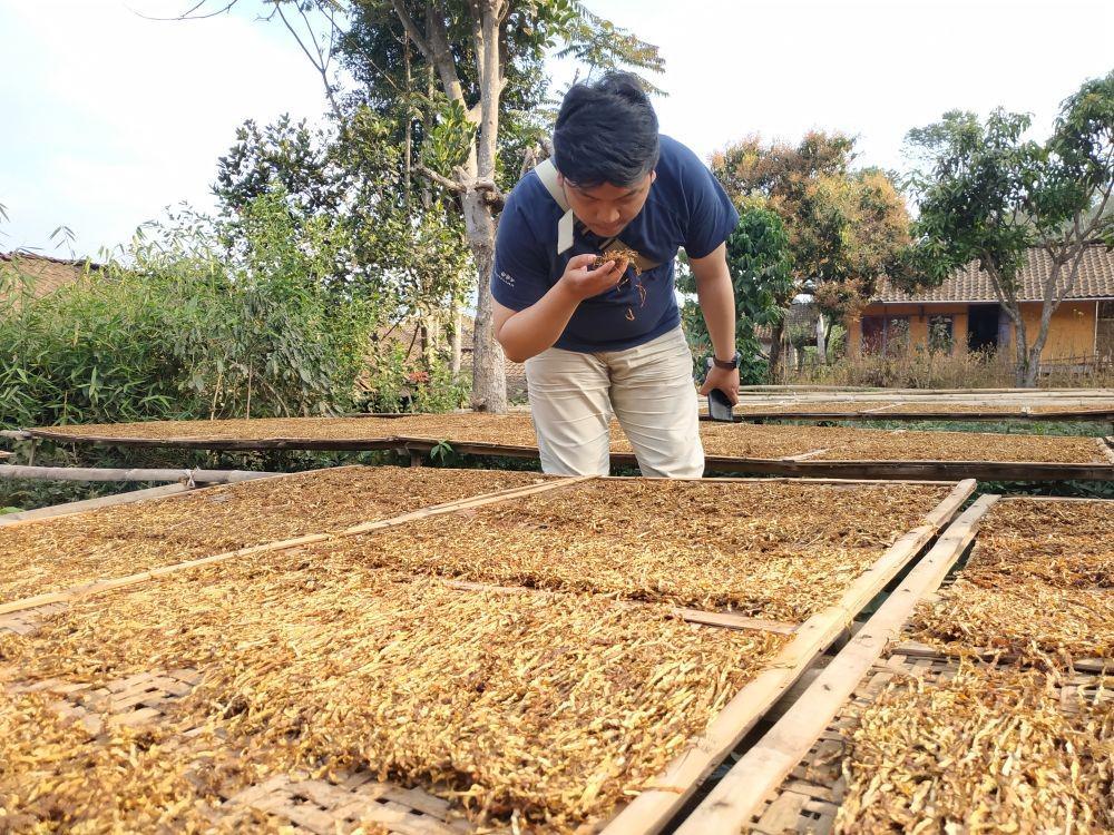 Potensi Pertanian Tembakau Masih Menggiurkan