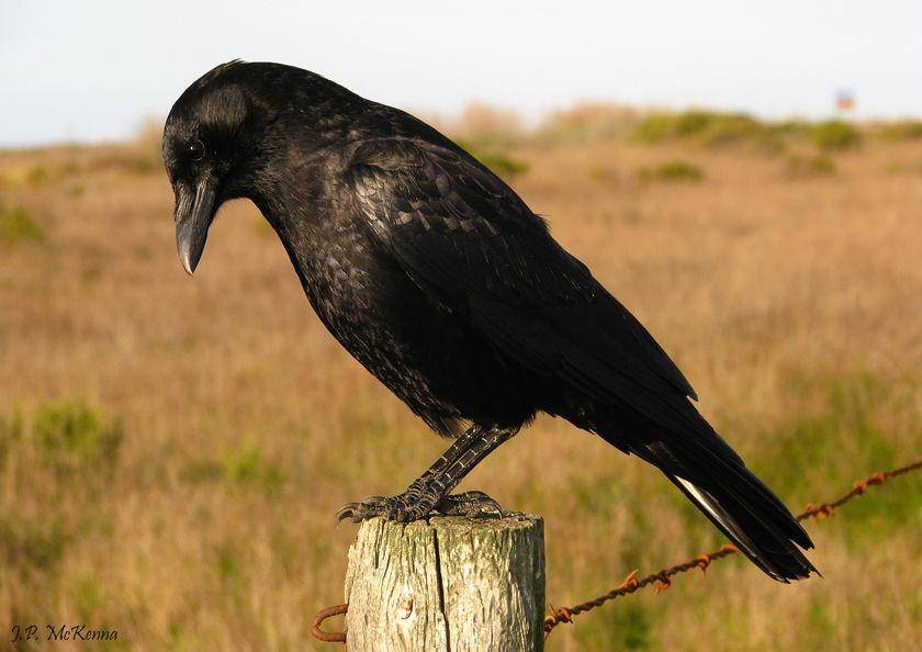 thewildlife.wbur.org