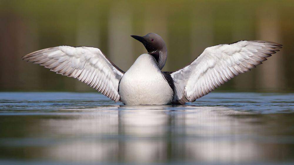 audubon.org