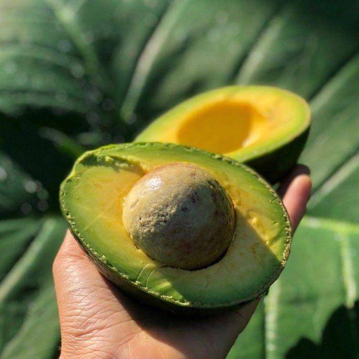 instagram.com/hortibibit