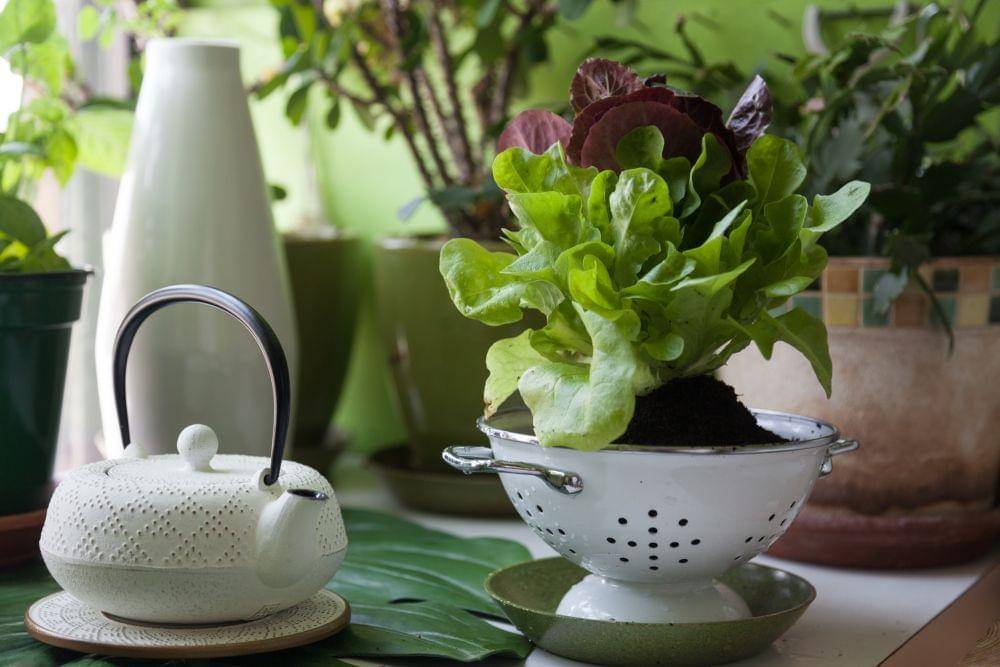 homesteadbrooklyn.com