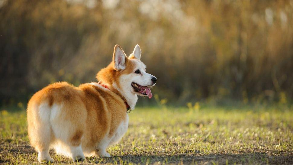 Fakta Corgi, Anjing Imut Berkaki Pendek yang Selalu Ceria