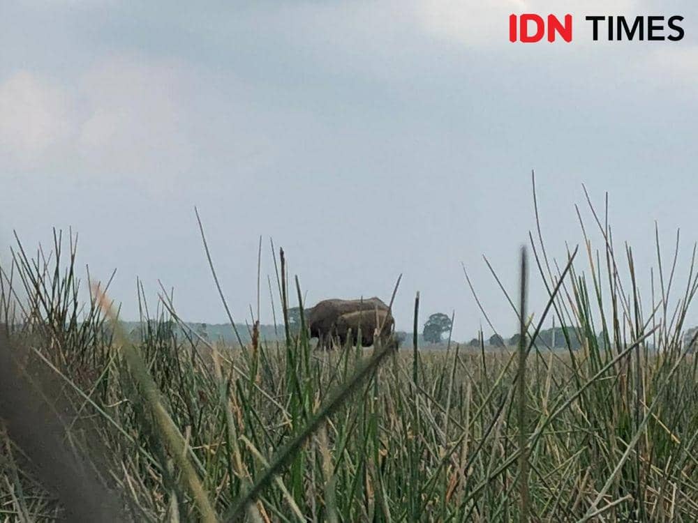Bisa Minimalisir Karhutla, Populasi Kerbau Rawa Justru Terancam Punah