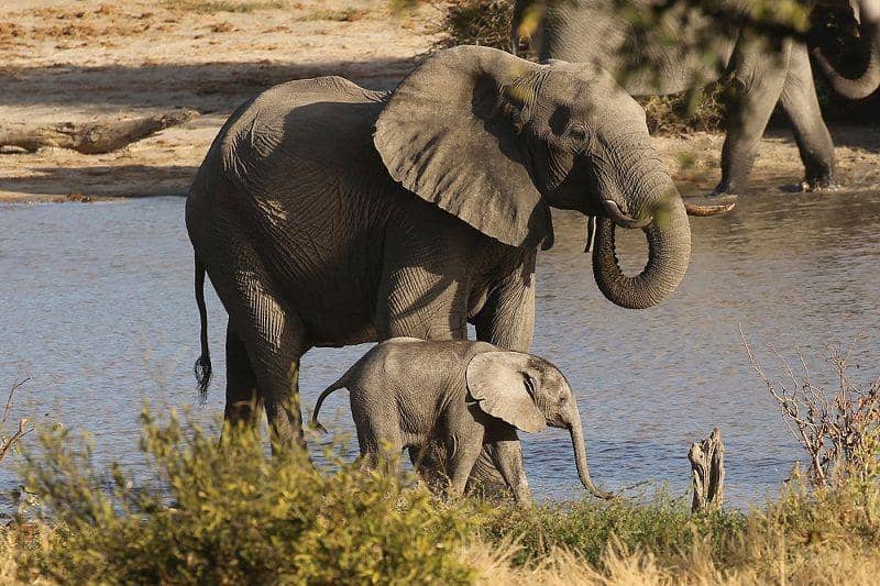 wildsoulconservation.com