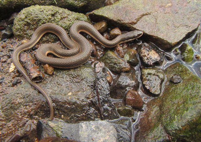 marylandbiodiversity.com