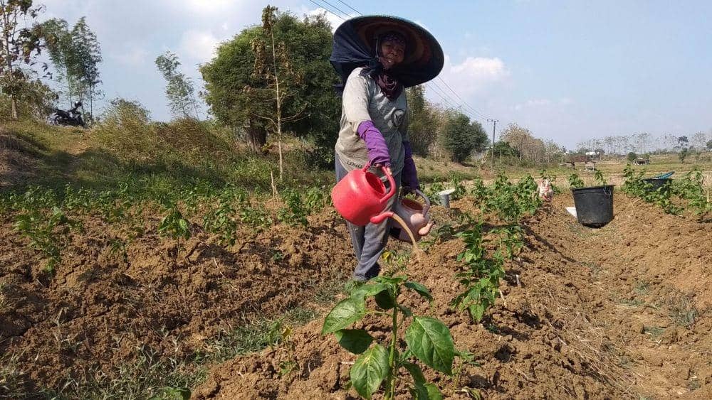 Kemarau, Tanaman Cabai Berumur 3 Bulan Mati
