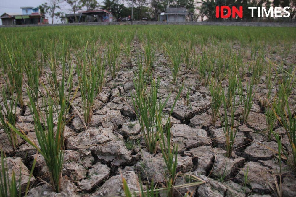 IDN Times/Candra Irawan