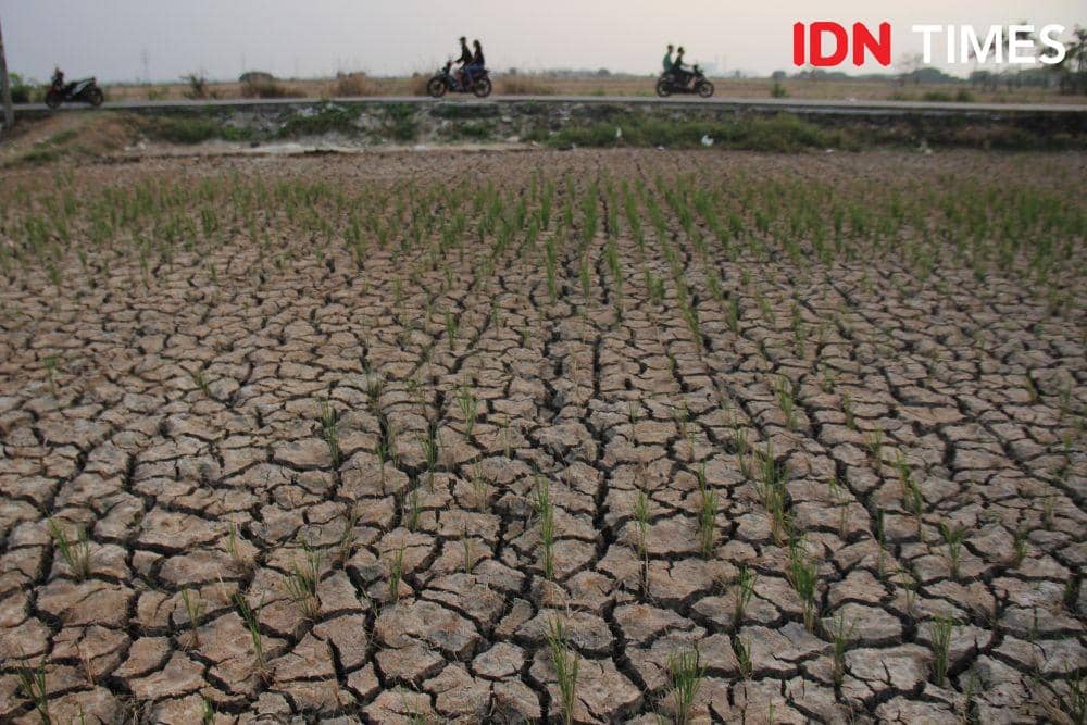 IDN Times/Candra Irawan