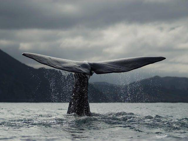 worldwildlife.org