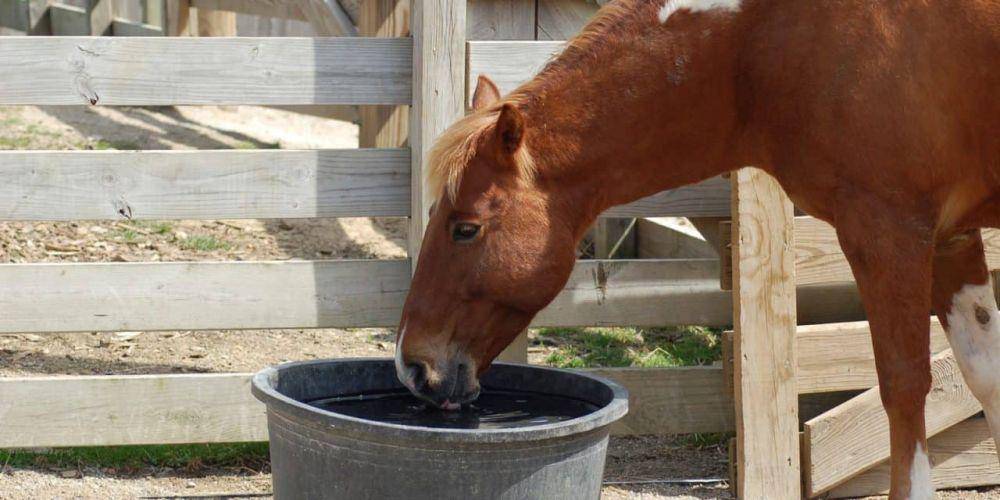 thehorse.com