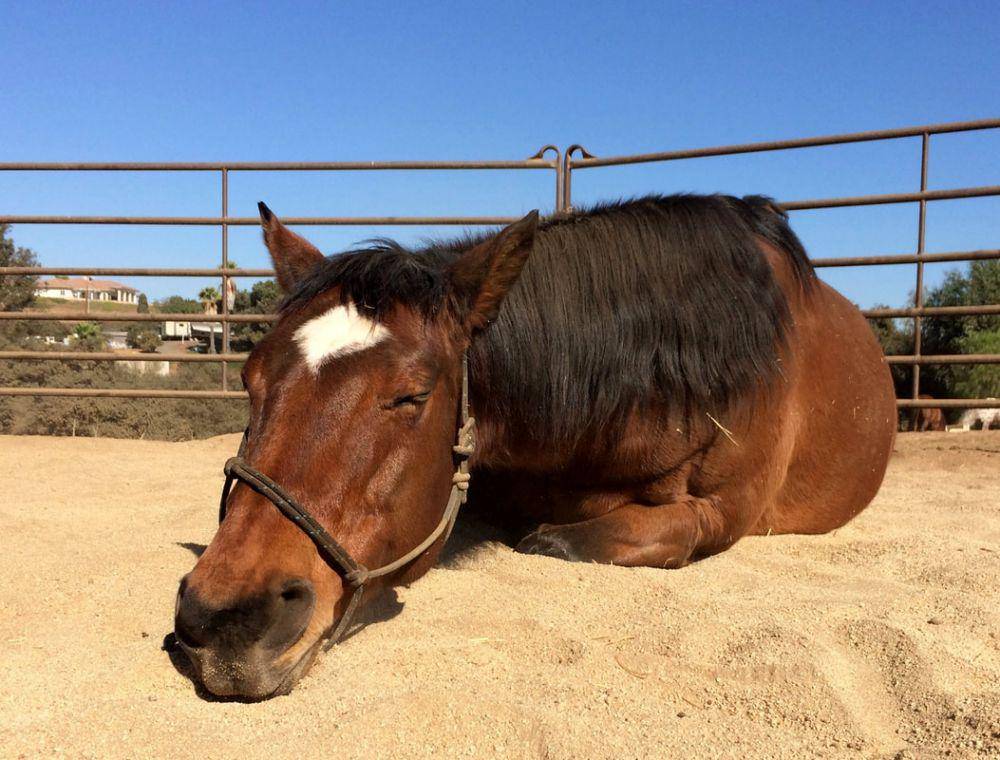 healing-horse.com