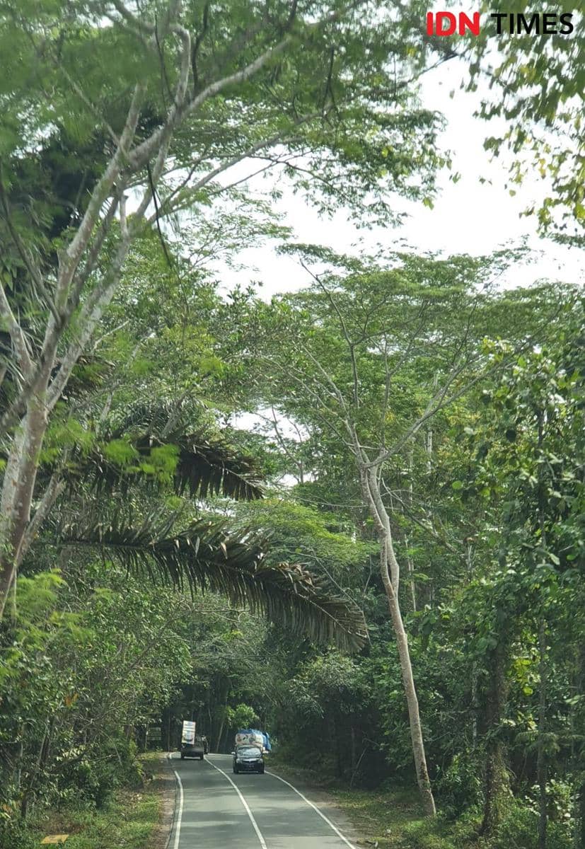 Kawasan Tahura Bukit Soeharto (IDN Times/Mela Hapsari)