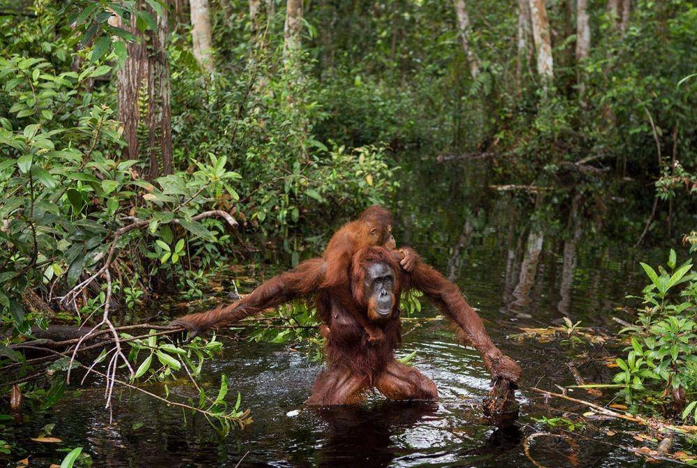 orangutantrekkingtours.com