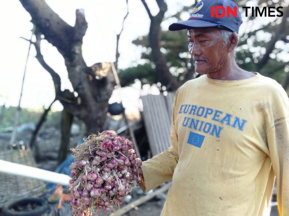 Jelang Panen Raya, Harga Bawang Merah Terjun Bebas