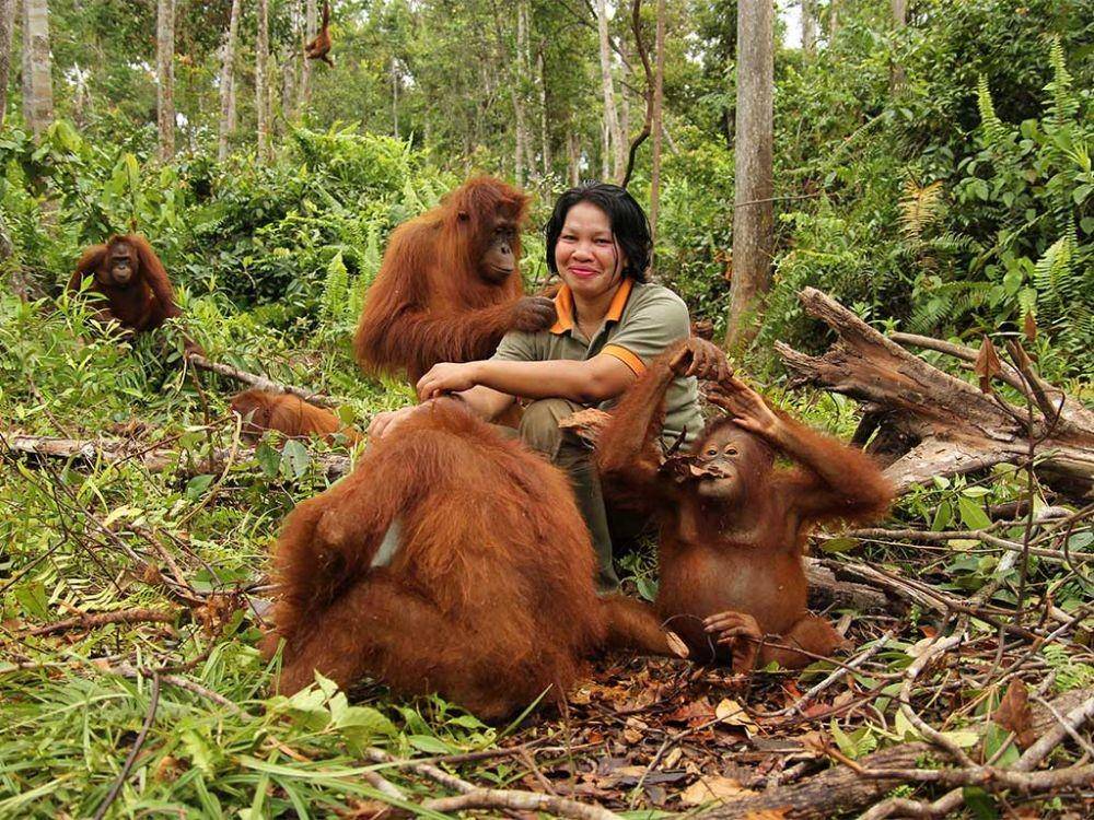 savetheorangutan.org