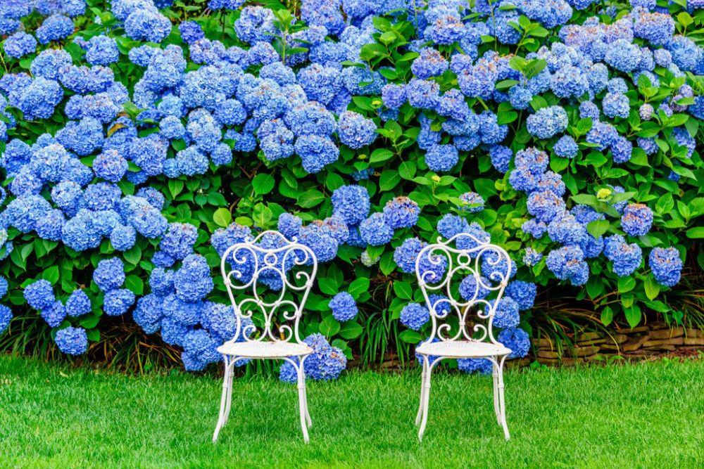 5 Keistimewaan Bunga Hortensia, Warnanya Bisa Diatur Sendiri