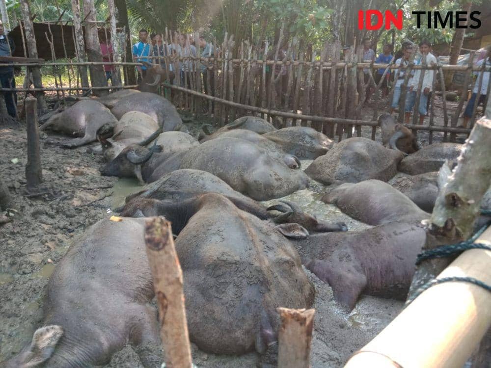 Toraja Utara Mulai Kewalahan Hadapi Wabah PMK, Kurang Dana dan Obat
