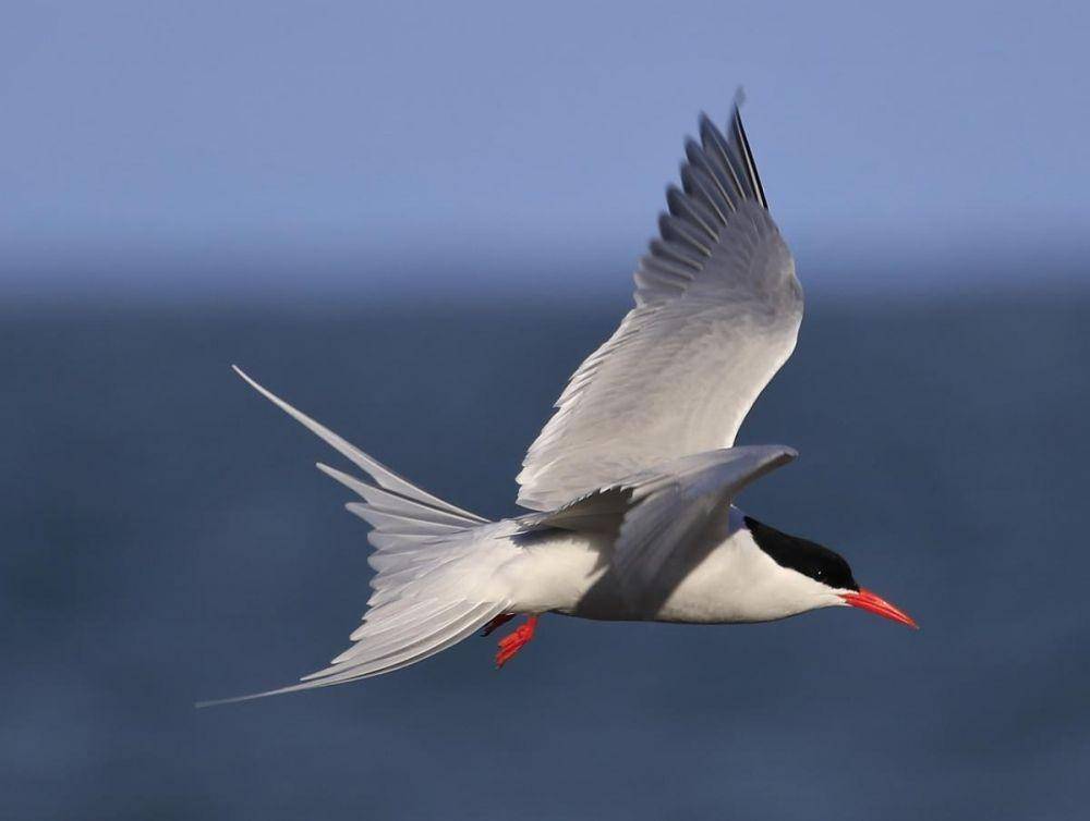 nzbirdsonline.org.nz