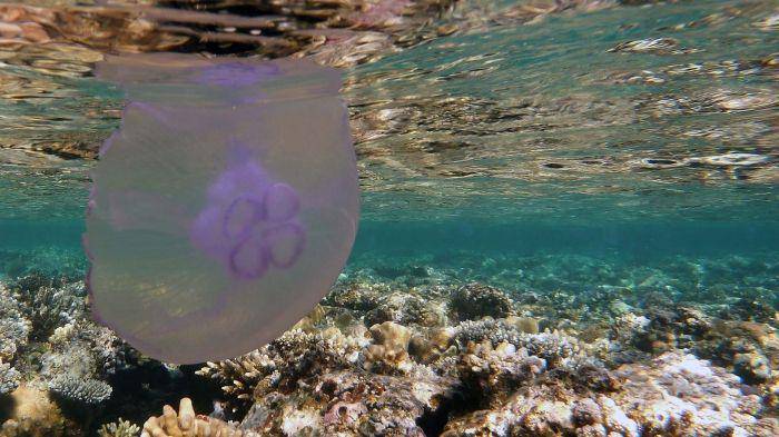 marinespecies.org