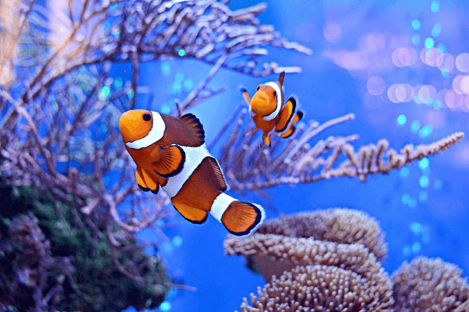 fishkeepingworld.com