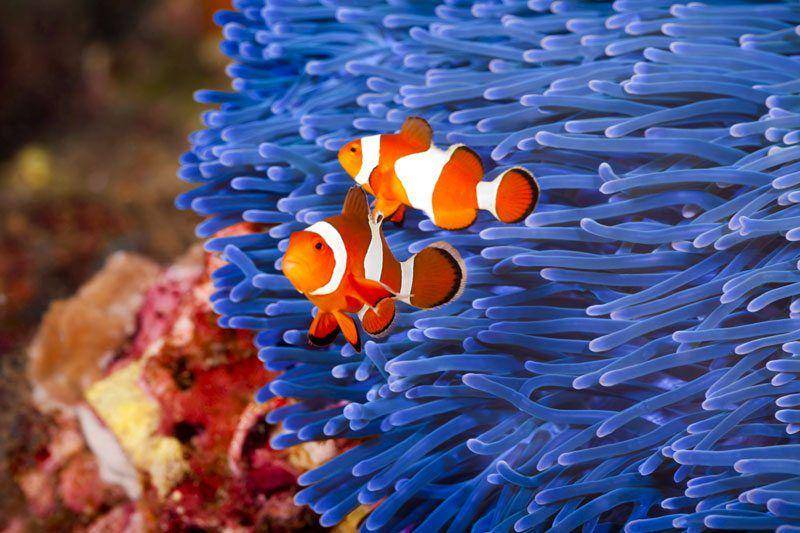 biotaaquariums.com