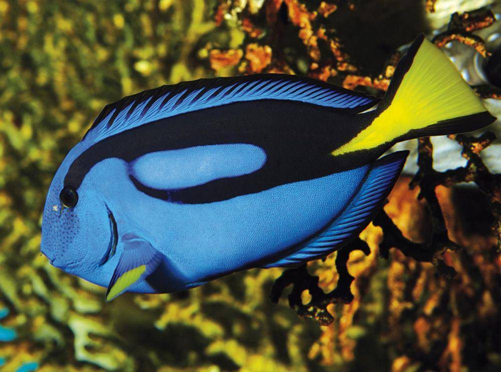 aquarium-st-malo.com
